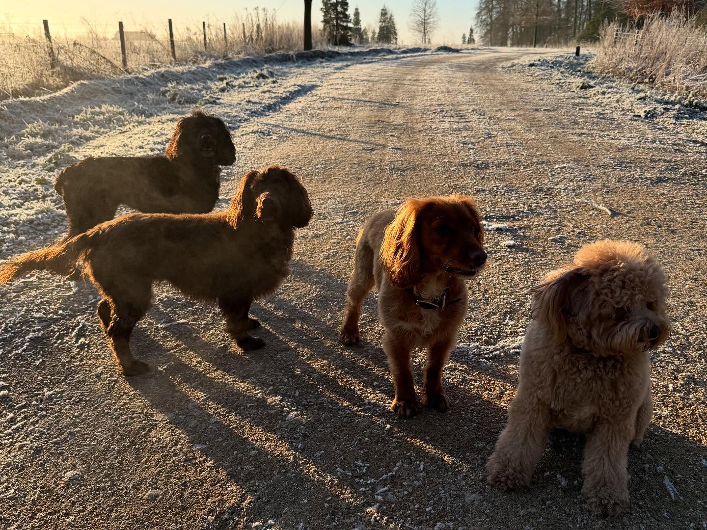 Бекхэм показал, как выглядят зимние прогулки миллионера (фото)