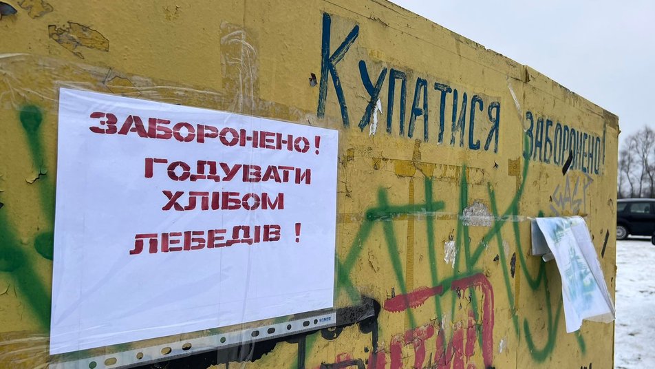 Под Львовом погибли четыре лебедя: &quot;хлеб для них - яд&quot;