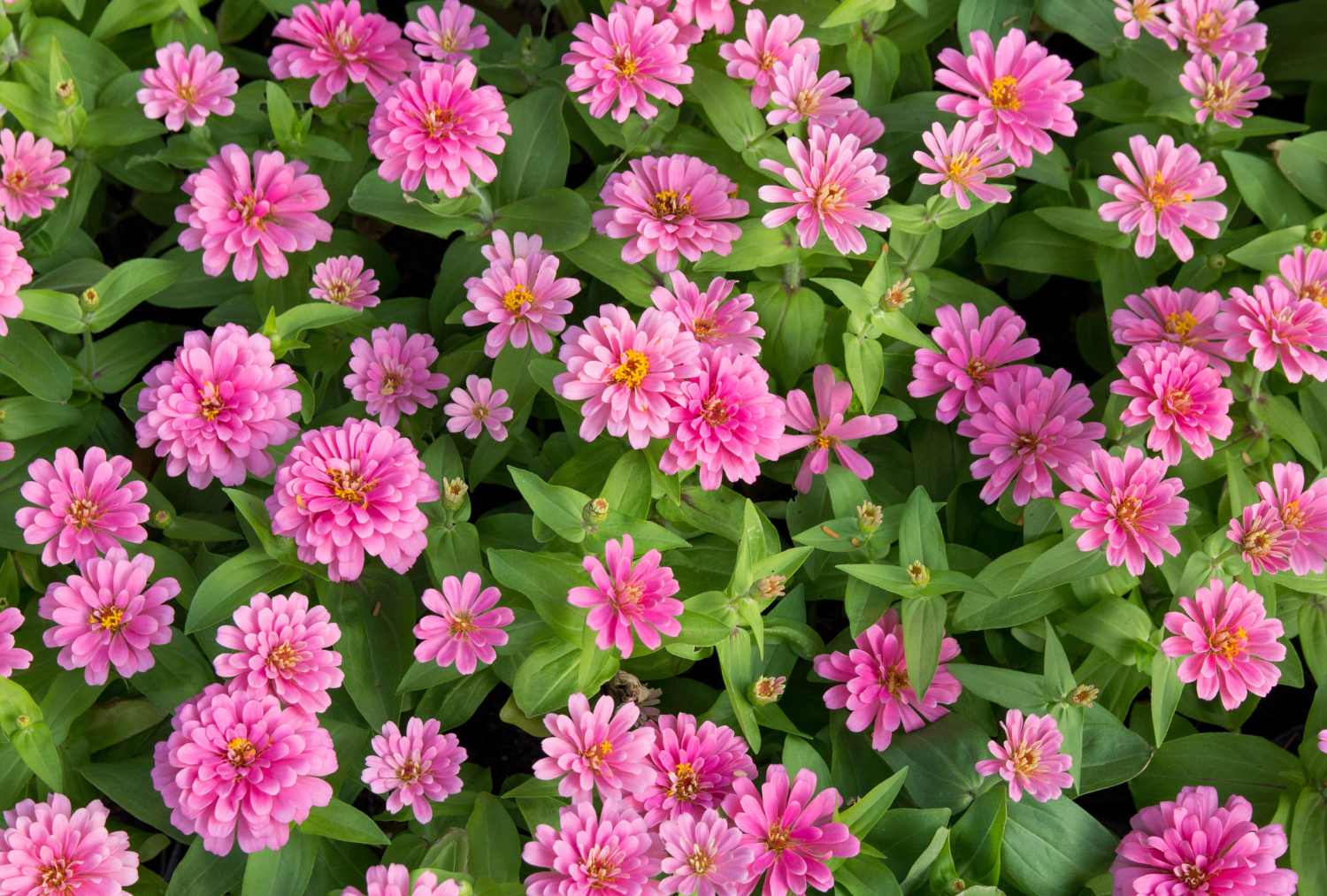 7 квітів, які можна висадити влітку. Вони люблять сонце і тепло