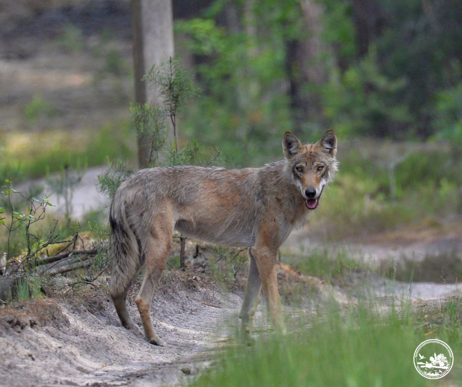 Водятся ли мутанты в Чернобыле и кто живет в рыжем лесу: блиц о животных зоны отчуждения