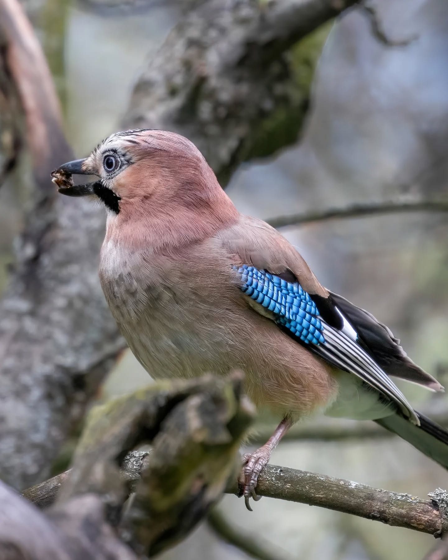 Чому сойки так метушаться восени? Відповідь здивує навіть досвідчених натуралістів