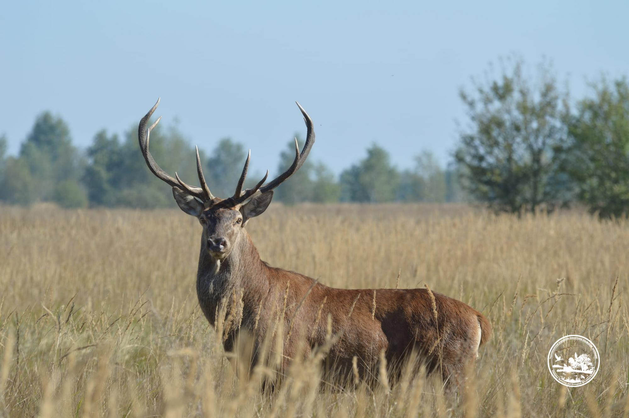 Водятся ли мутанты в Чернобыле и кто живет в рыжем лесу: блиц о животных зоны отчуждения