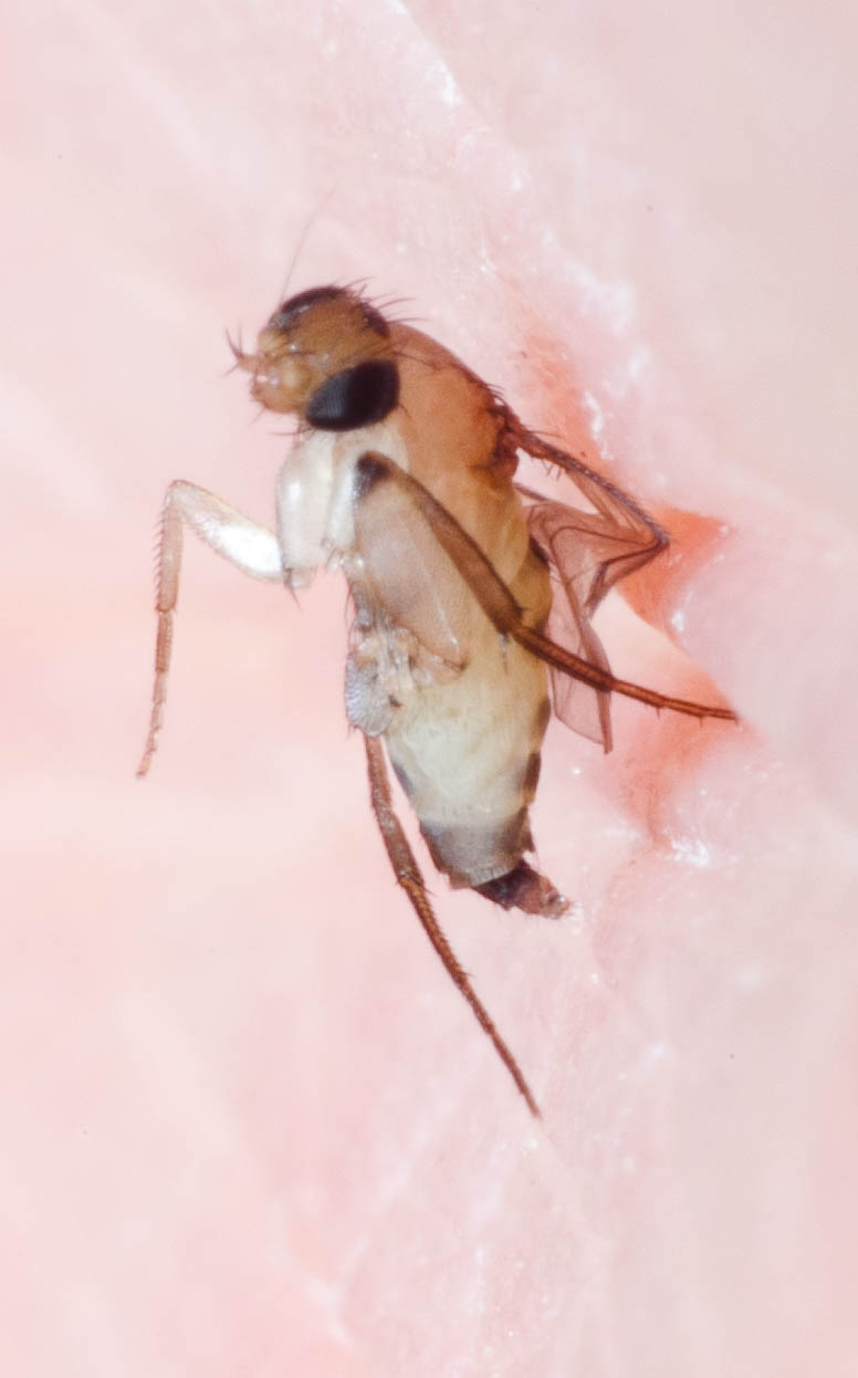 Что делать, если вы нашли муху-горбатку в бананах