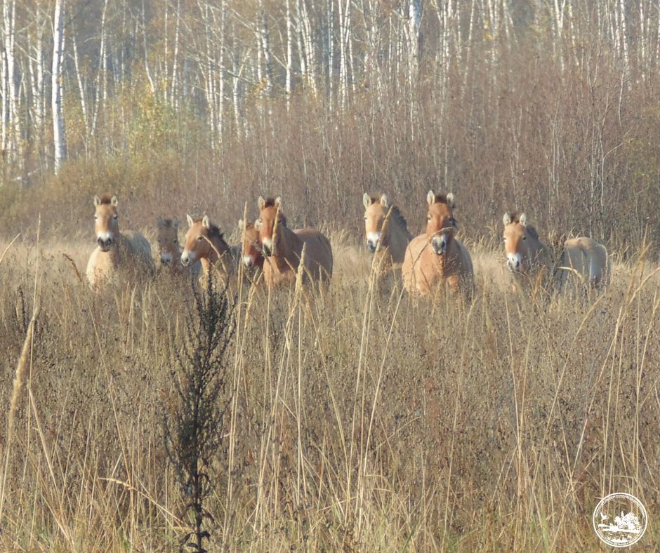 Водятся ли мутанты в Чернобыле и кто живет в рыжем лесу: блиц о животных зоны отчуждения
