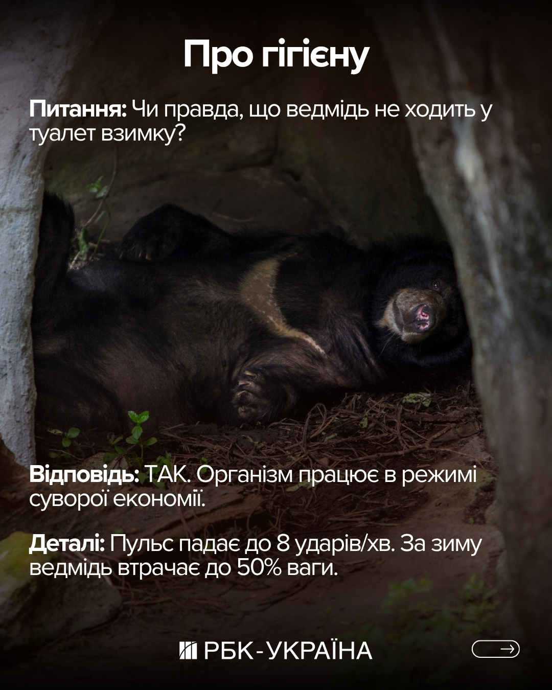 Правда или миф: 10 фактов о медведях, в которые мы верили с детства