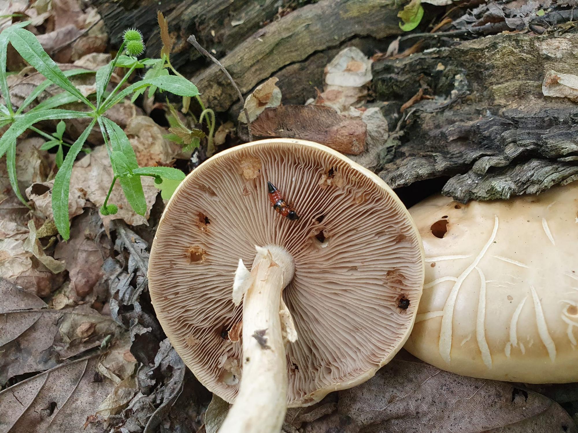 Грибників попередили про небезпеку, яка може коштувати здоров'я чи навіть життя (фото)