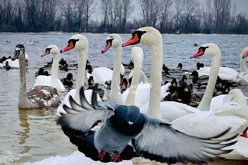 Один из киевских парков оккупировали лебеди, чайки и утки: фантастические фото
