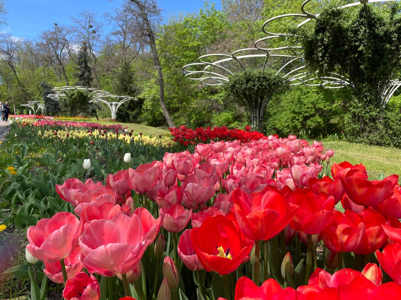 В Києві розцвіло море тюльпанів: фото неймовірної краси