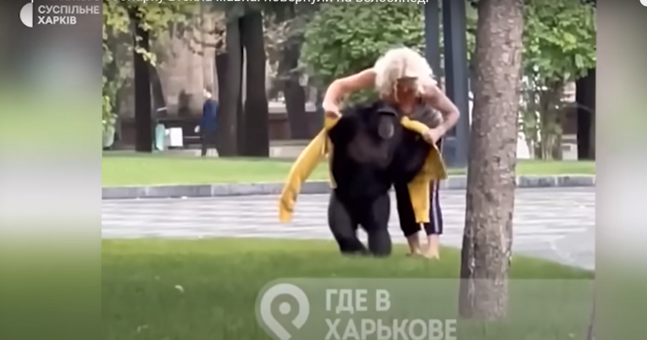 У Харкові на вулиці гуляв шимпанзе, який втік з зоопарку: тварину повернули на велосипеді (відео)
