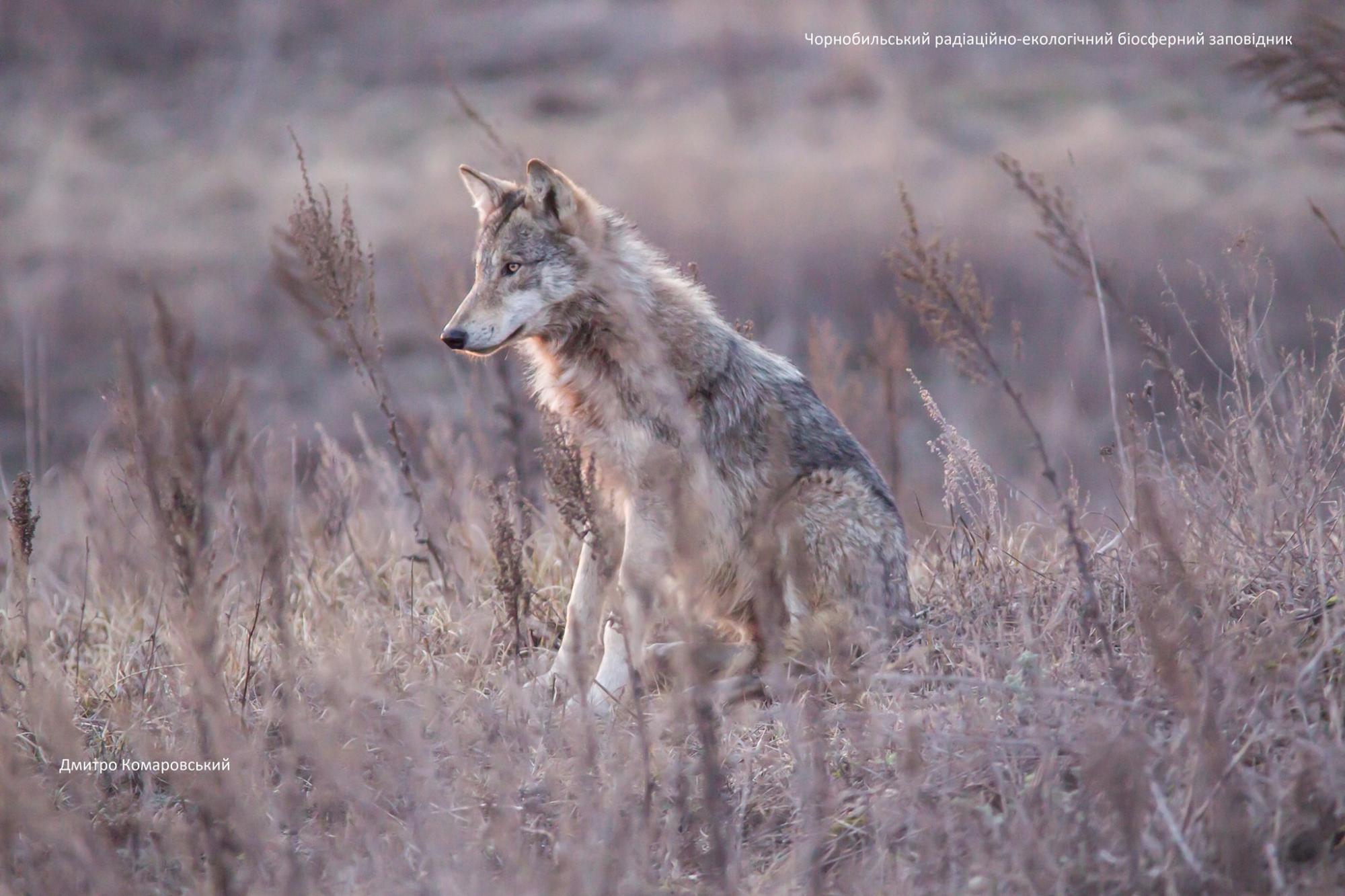 У Чорнобилі в кадр потрапили рідкісні тварини: найяскравіші фото з зони відчуження