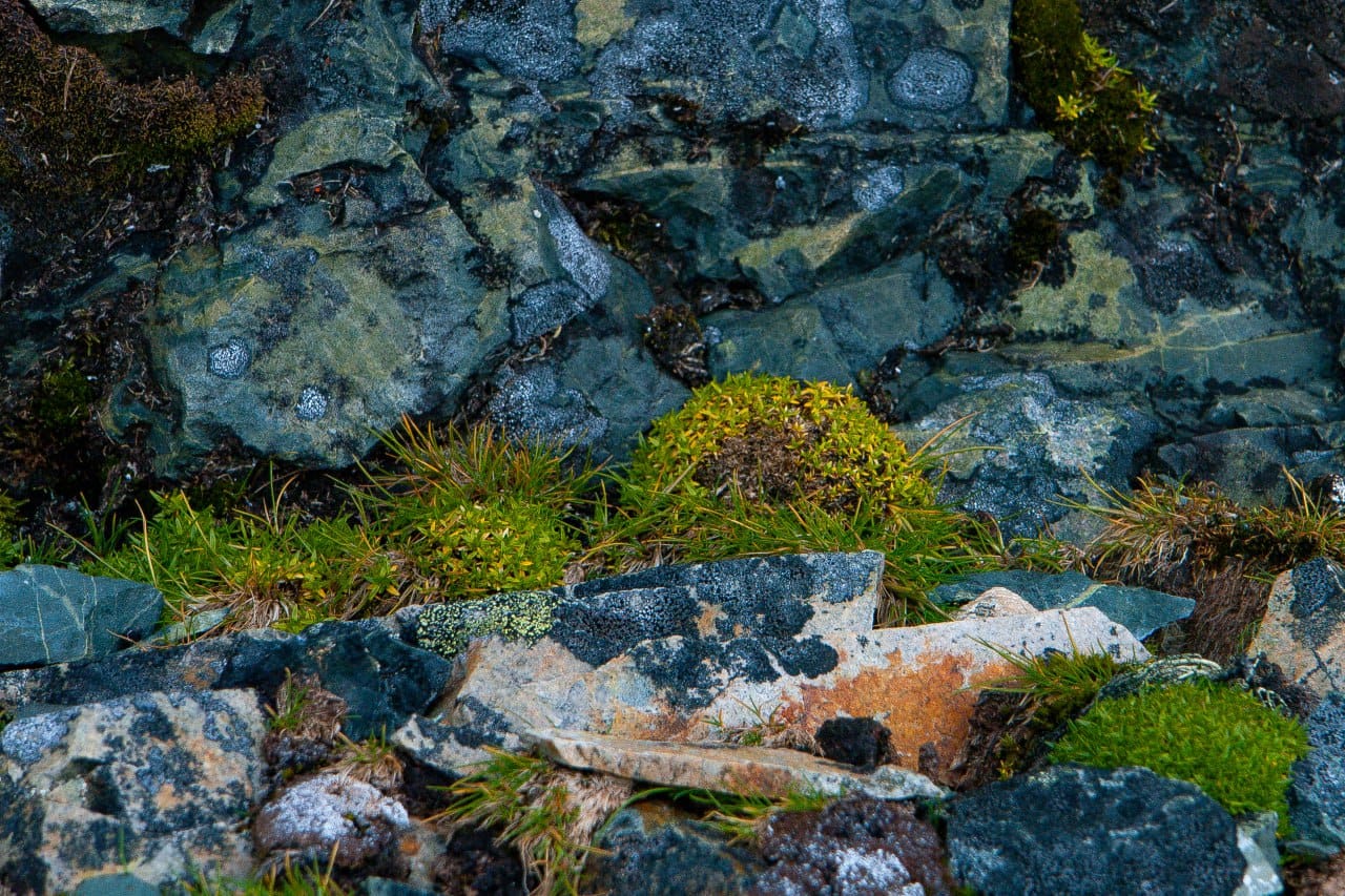 Ukrainian polar explorers showed a green summer in the Antarctic: fascinating photos of nature