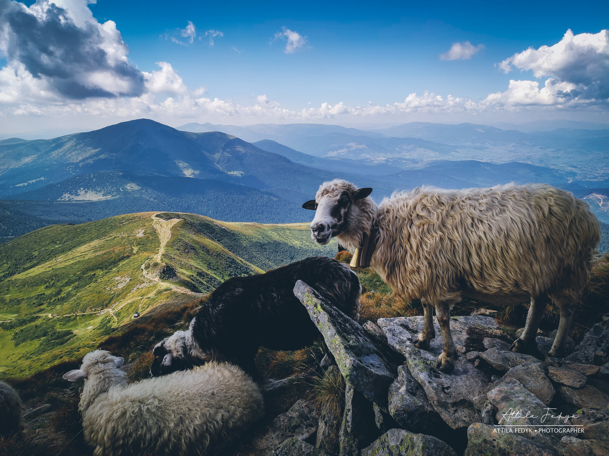 Краса Карпат: у мережі показали приголомшливе фото зі схилів Говерли