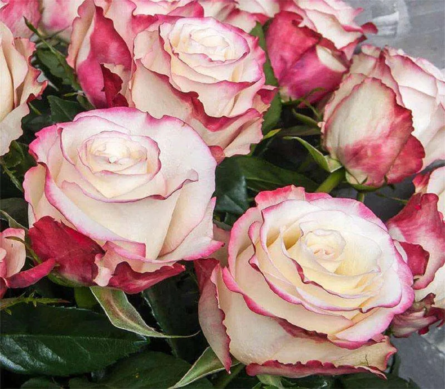 5 лучших сортов роз для весенней посадки