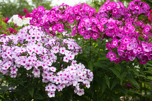 Посадите эти растения в марте, и они будут цвести целое лето: садоводам на заметку (фото)