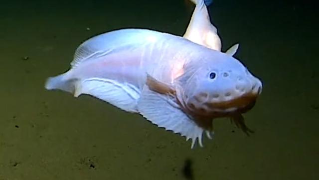 Ученые на глубине более 8 км сняли на видео уникальную рыбу без плавательного пузыря и чешуи