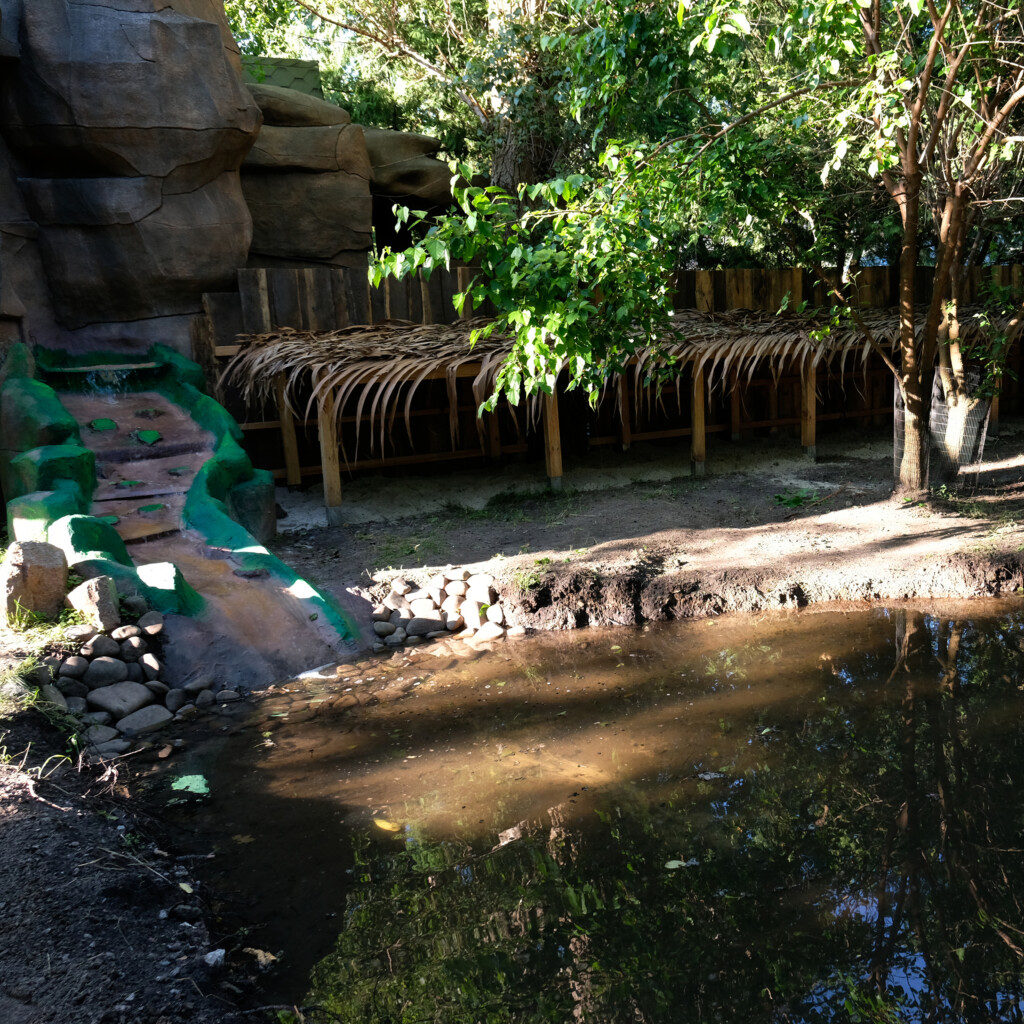 Спасенный из-под обстрелов капибара Тоха закончил лечение: как он выглядит сейчас