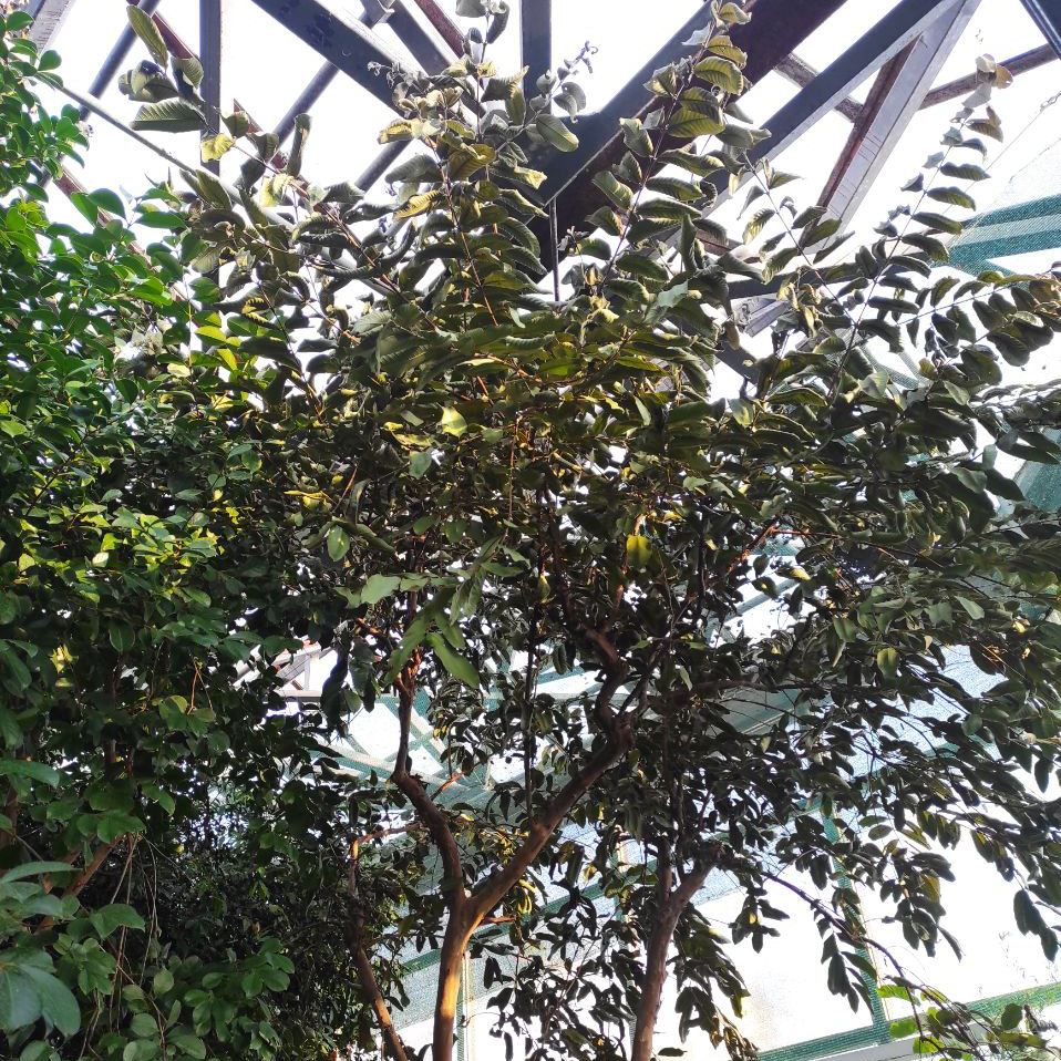 Без світла і тепла: у ботсаду Гришка опинились під загрозою оранжереї з тропічними рослинами