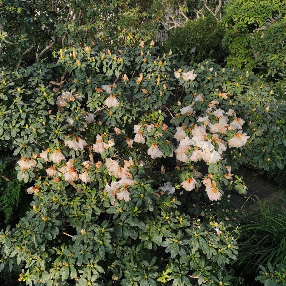 Без світла і тепла: у ботсаду Гришка опинились під загрозою оранжереї з тропічними рослинами