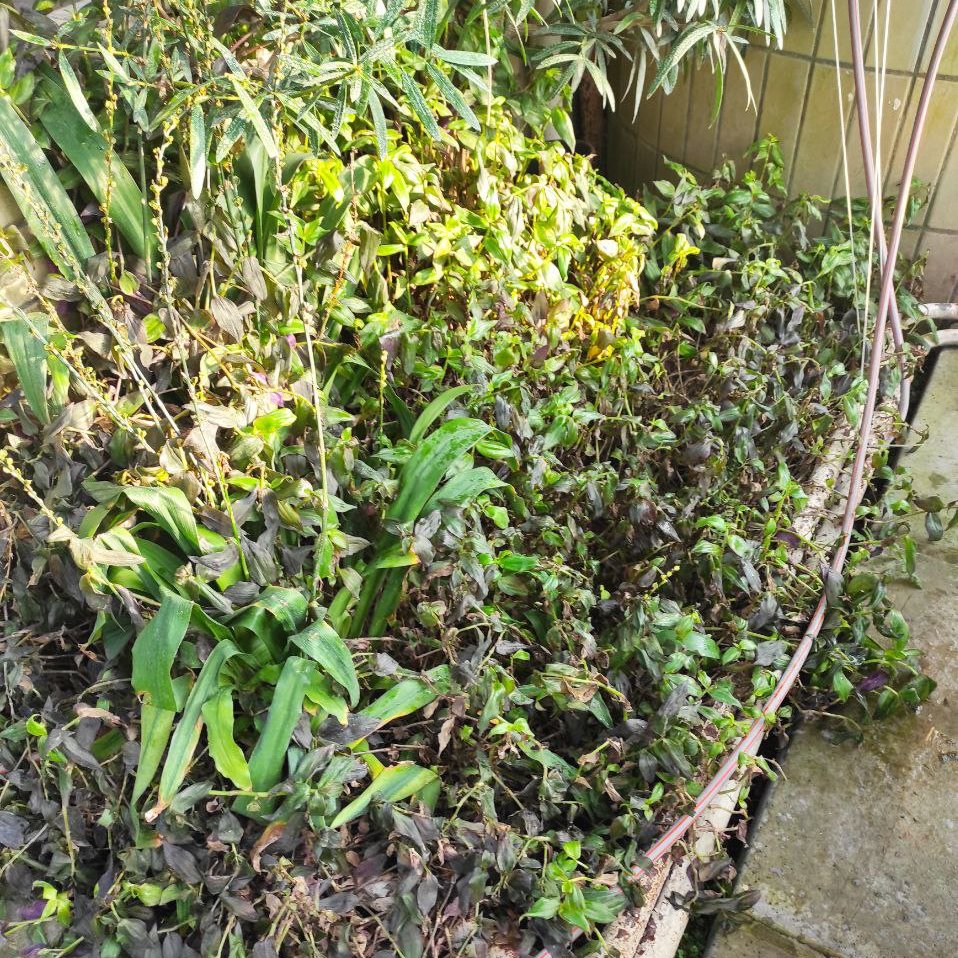 Без світла і тепла: у ботсаду Гришка опинились під загрозою оранжереї з тропічними рослинами