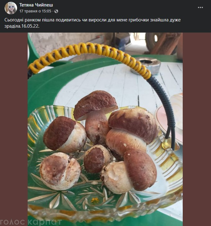 Сезон белых грибов: куда уже сейчас ехать грибникам на &quot;тихую охоту&quot;