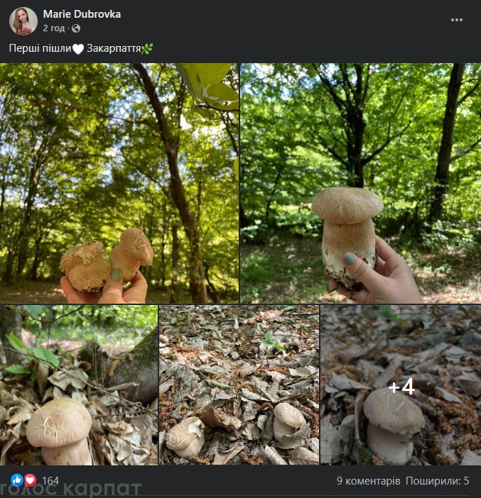 Сезон белых грибов: куда уже сейчас ехать грибникам на &quot;тихую охоту&quot;