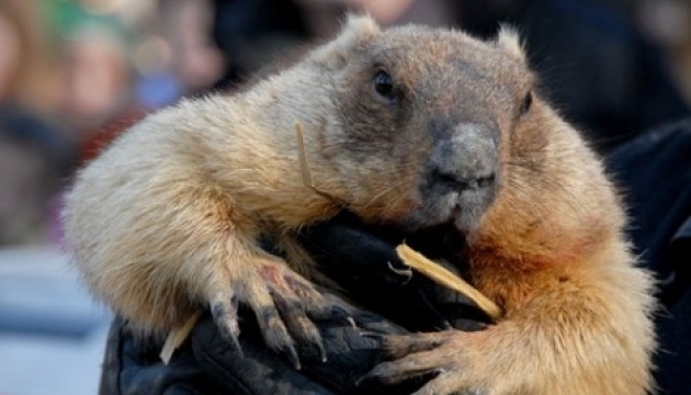 День сурка по-украински. Как наши предки гадали на весну