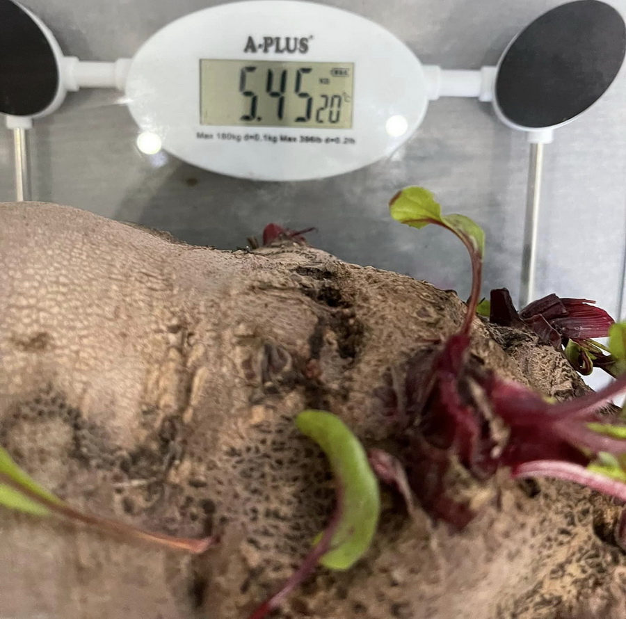 Без единых добавок. В Украине вырастили гигантскую свеклу (фото)