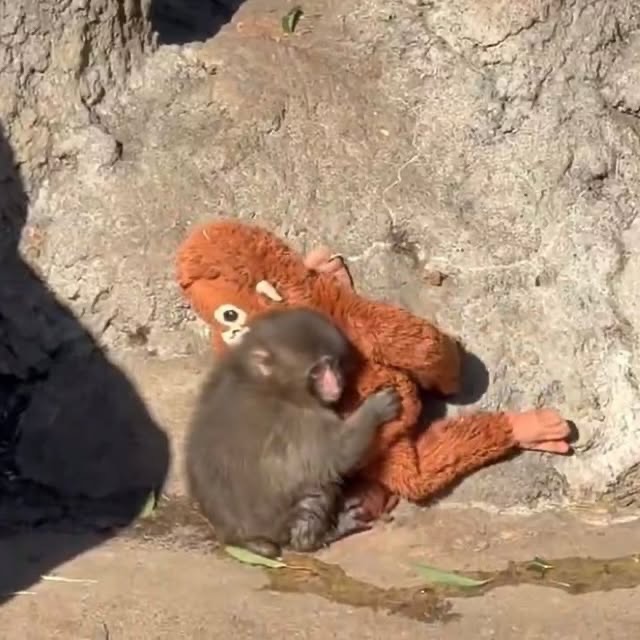 Вместо мамы - игрушка: почему история обезьянки Панча заставила плакать весь мир