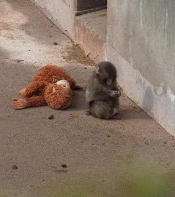 Вместо мамы - игрушка: почему история обезьянки Панча заставила плакать весь мир