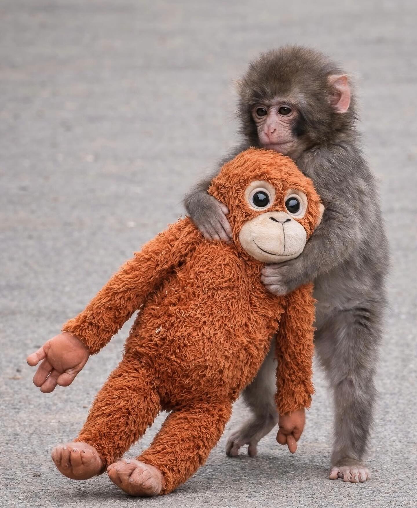 Вместо мамы - игрушка: почему история обезьянки Панча заставила плакать весь мир