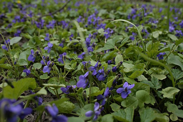 7 домашних растений, которые можно вырастить, всего лишь отщипнув листик