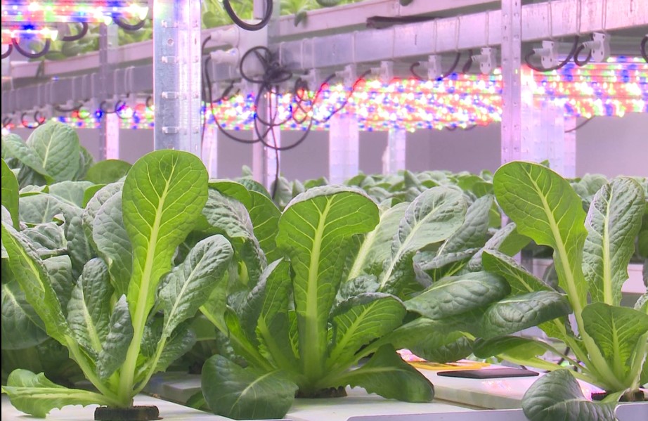 В Виннице открыли вертикальную ферму, где выращивают урожай без земли. Смотрите, как она выглядит