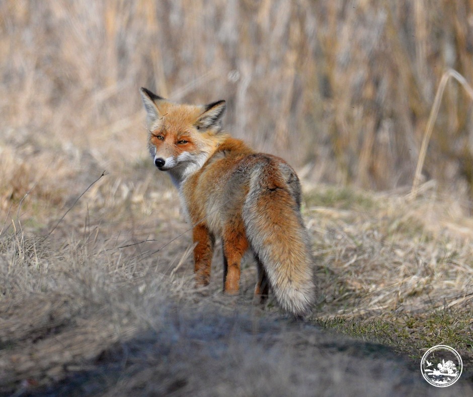 Водятся ли мутанты в Чернобыле и кто живет в рыжем лесу: блиц о животных зоны отчуждения