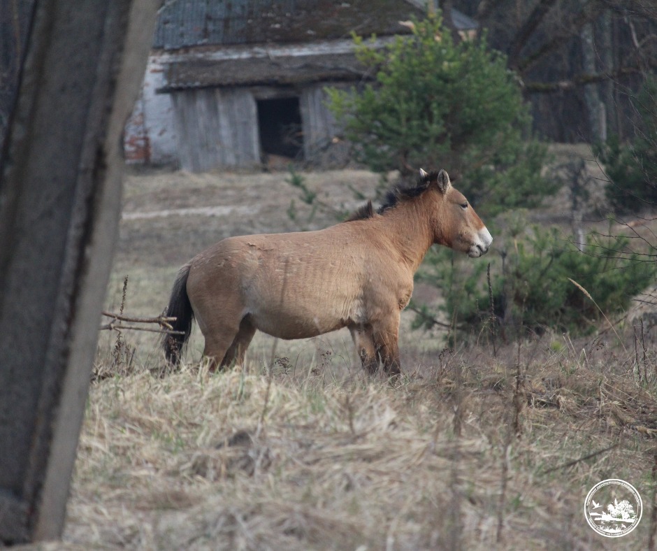Водятся ли мутанты в Чернобыле и кто живет в рыжем лесу: блиц о животных зоны отчуждения