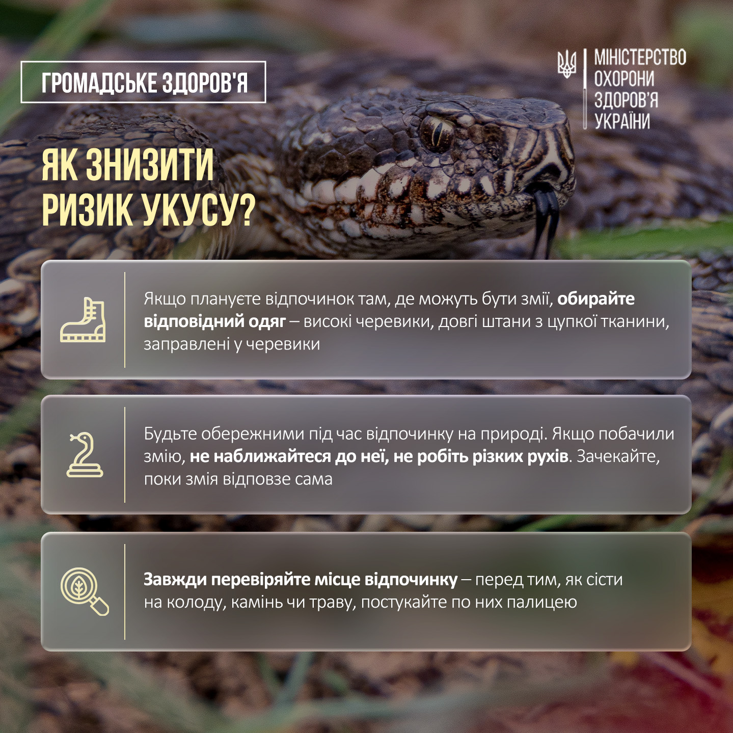 Сезон змій розпочався: які види в Україні є небезпечними та як уникнути укусу