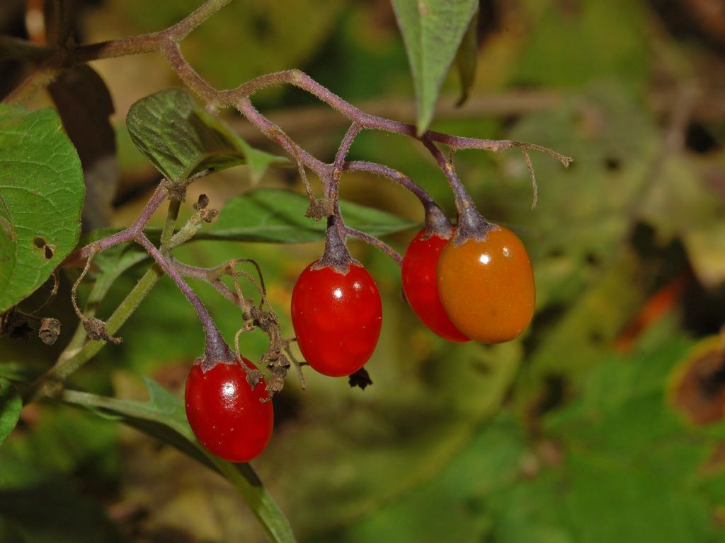 Ці ягоди небезпечні для здоров'я людини: ростуть не тільки у лісах