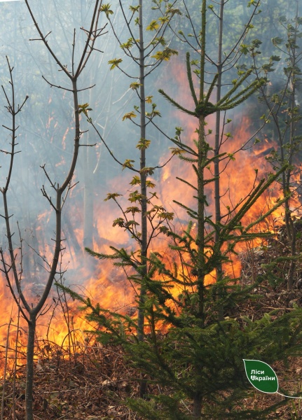 Massive wildfire in Ukraine caused by Russian attacks spreads toward Russian border