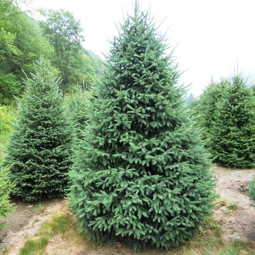 Які дерева та кущі не можна садити біля дому, а які - потрібно