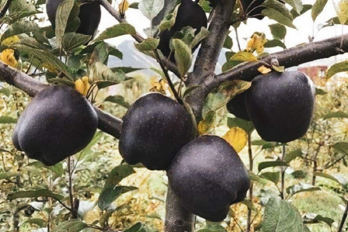 Этот украинский фрукт продлит вашу жизнь на пять лет