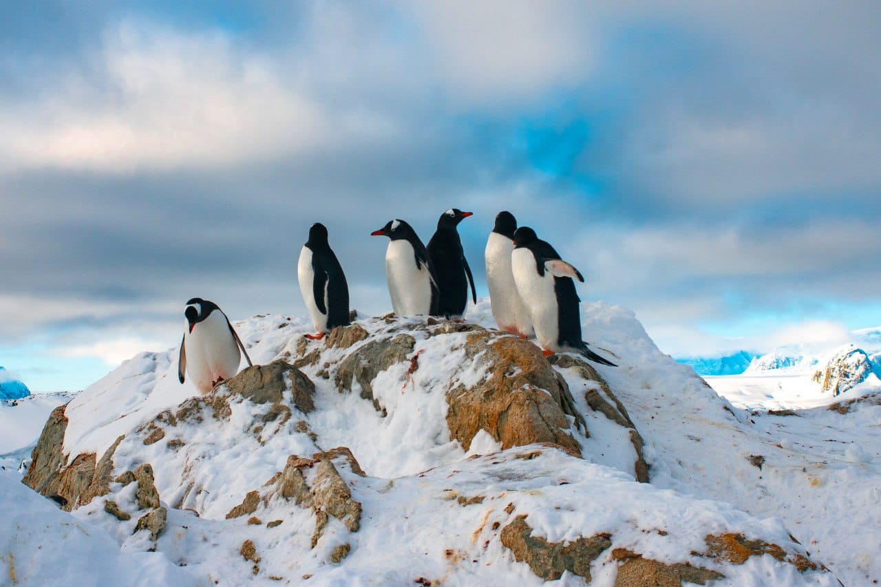Polar explorers showed animals that go into the water only to create a family: cute photos