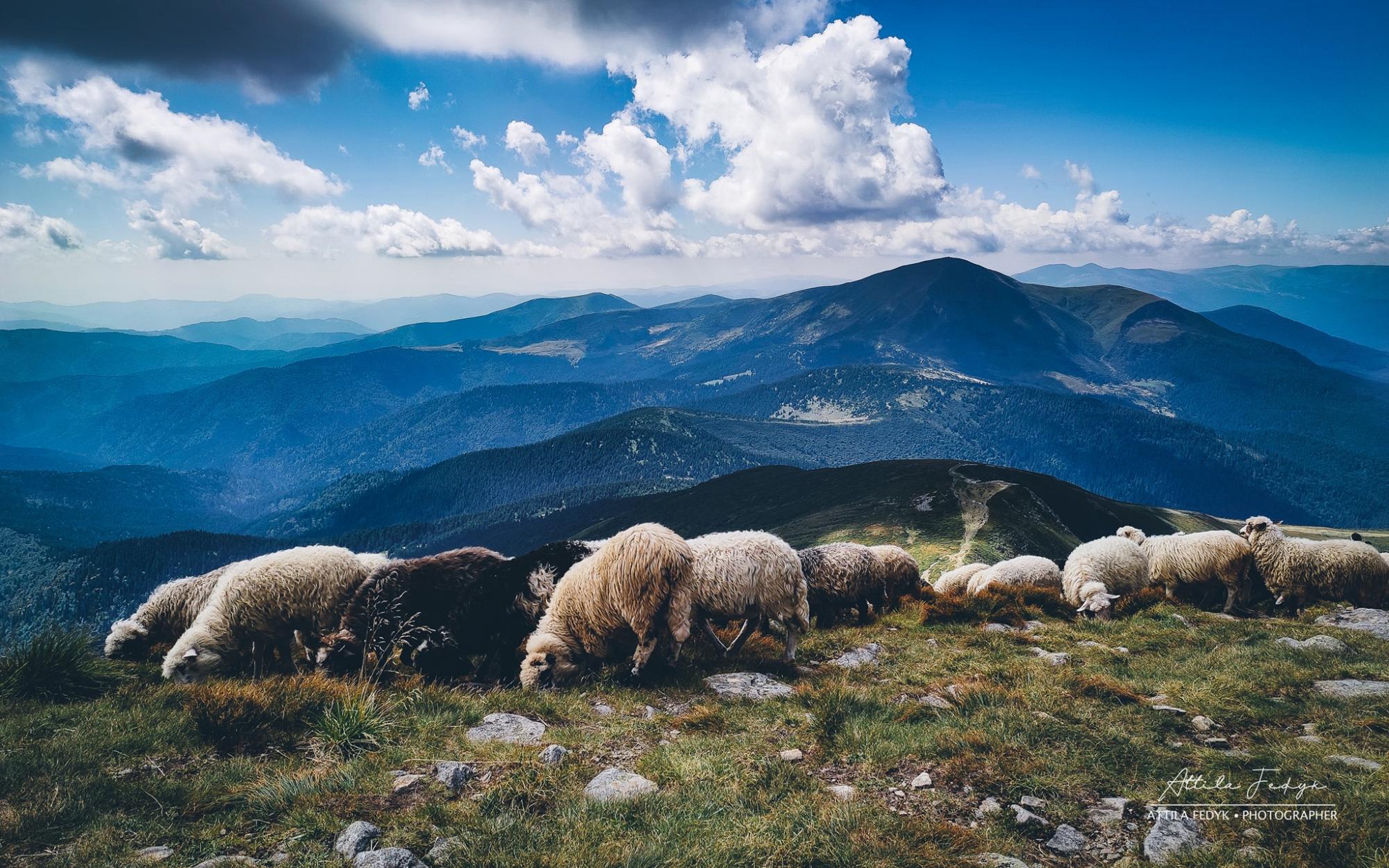 Краса Карпат: у мережі показали приголомшливе фото зі схилів Говерли