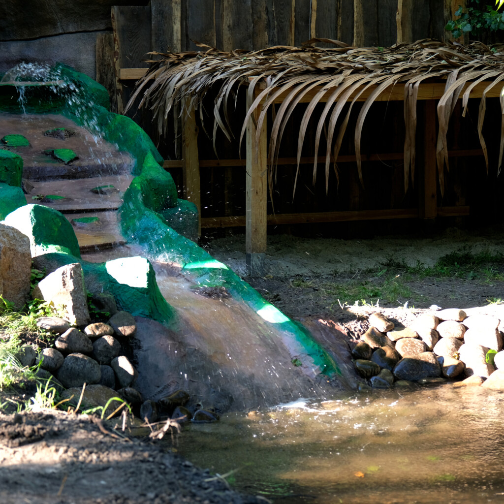 Спасенный из-под обстрелов капибара Тоха закончил лечение: как он выглядит сейчас