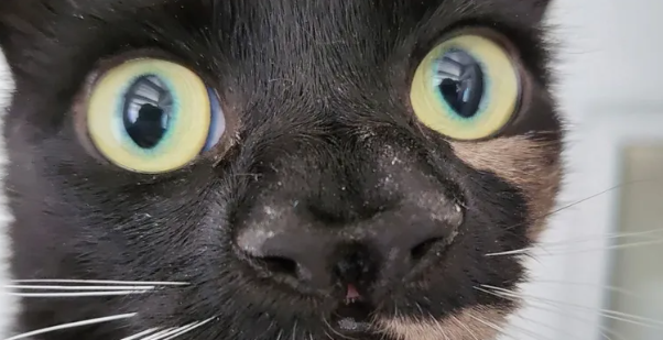 "Справжня рідкість": у Британії знайшли кота з двома носами (фото)