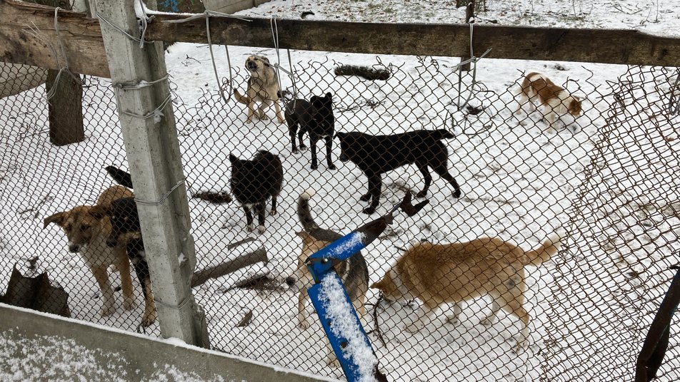 Кожну тварину кличе на ім'я: українка рятувала з-під обстрілів РФ майже 200 собак та котів