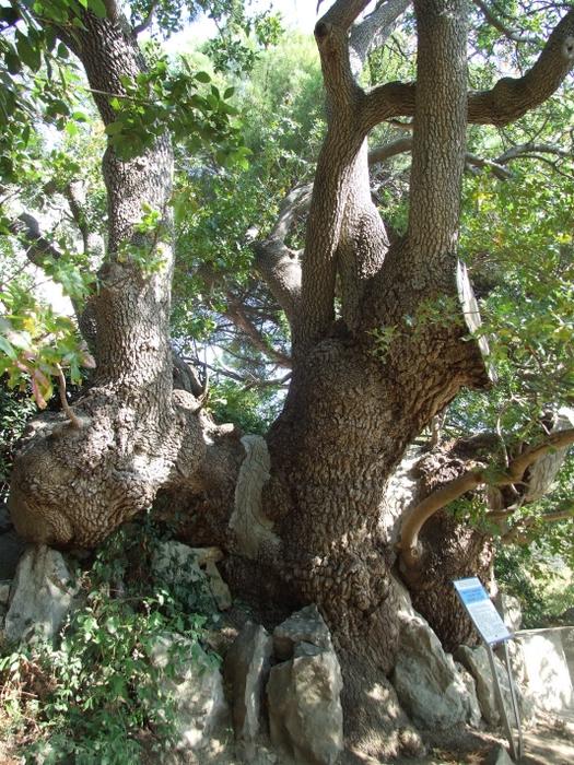 Где растет и как выглядит самое старое дерево Украины, которому 2000 лет