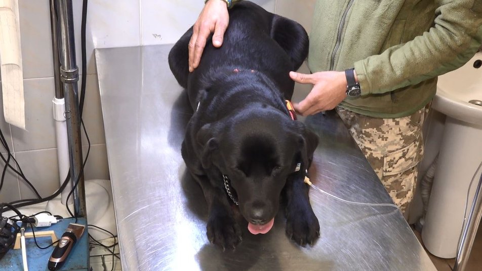 В Черкассах прооперировали раненую собаку Еву, которую боец ВСУ 12 часов вез из Лимана