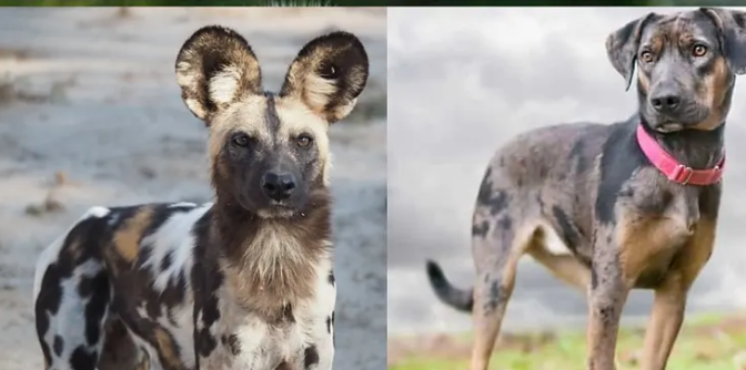 5 диких животных, которые внешне очень похожи на собак (фото)