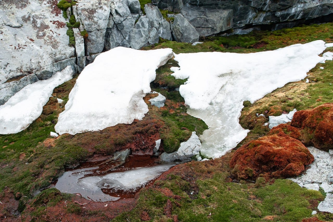 Ukrainian polar explorers showed a green summer in the Antarctic: fascinating photos of nature