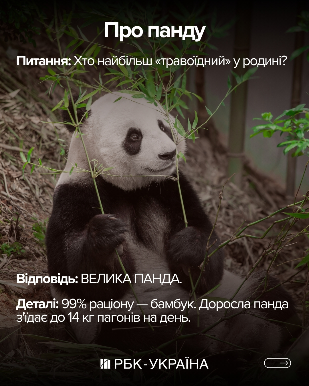 Правда или миф: 10 фактов о медведях, в которые мы верили с детства