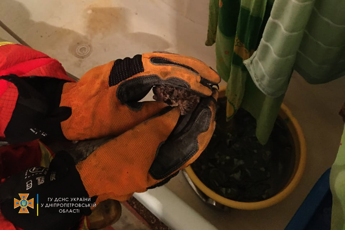 У Дніпрі у ванній серед ночі виявили кажана: як тварина туди потрапила (фото)